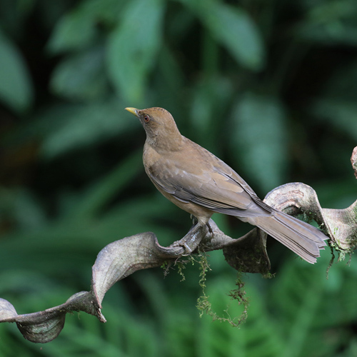 Clay-colored Thrush